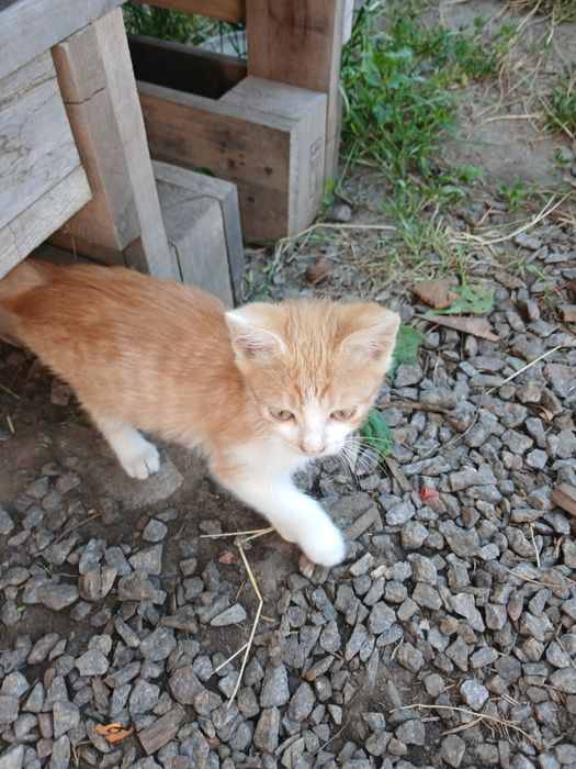 Віддам котика в добрі руки