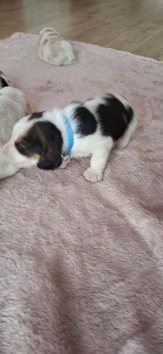 Szczeniaczki Beagle