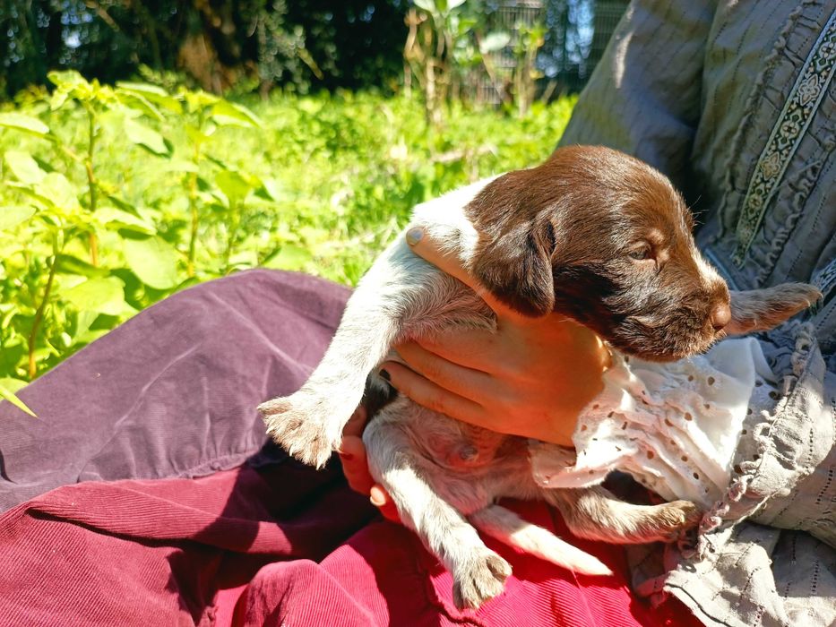 Cachorros Braco Alemão de Pêlo Cerdoso (Drahthaar) para doação – Soure