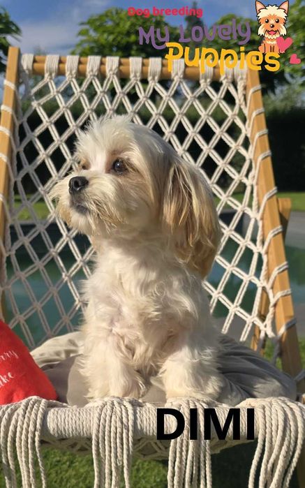 Maltipoo chłopiec Dimi