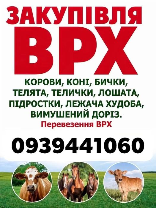 Продаж обмін бик крова
