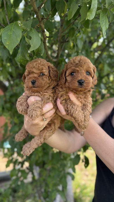 Малята мальтіпушата