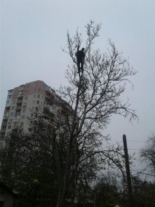 Обрезка и спил деревьев с вывозом веток.Все аккуратно.