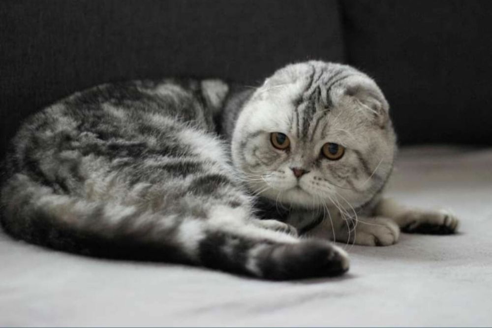 Шотландський висловухий красень чекає на романтичні побачення!