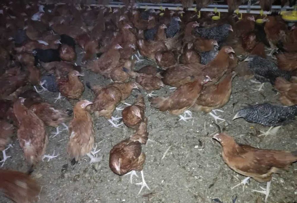 Kury nioski Duże ROSA V Leghorn Lohman Isa Brown Dominant Greenshell