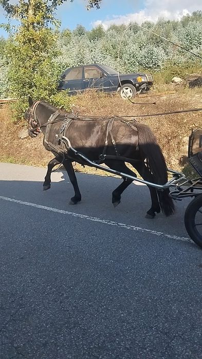 Garrano preto inteiro