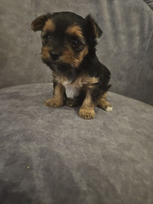 Piesek york z Rodowodem do rezerwacji