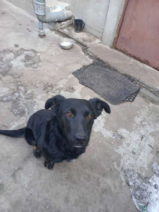 Собака в добрые руки 5 мес