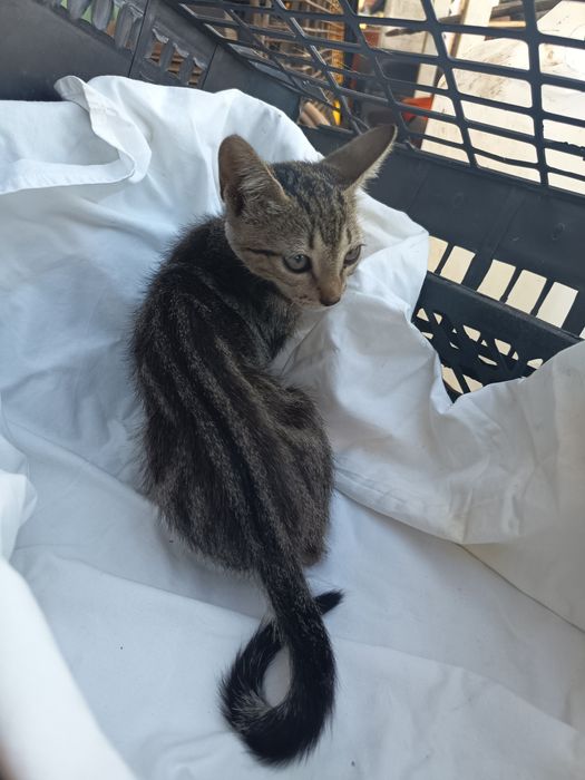 Gatinhos para adoção