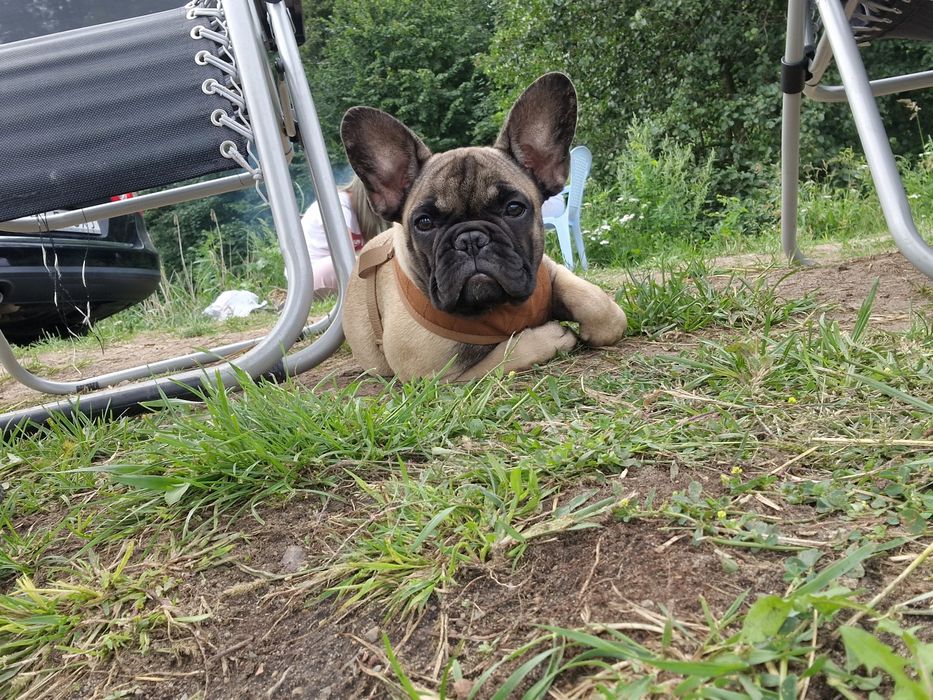 Sunia buldog francuski zkwp do odbioru