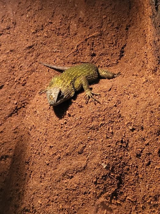 Terrarium z jaszczurką bezobsługowe