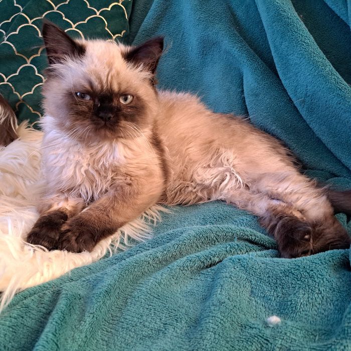 Kocurek, Perski, pers color point