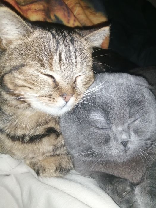 Кошенята у добрі руки