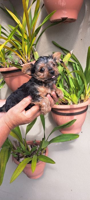 Yorkshire terrier macho