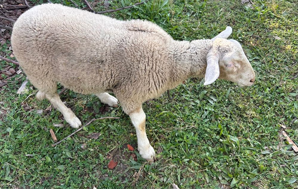 borrego macho de 4 meses