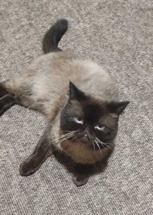 Продам кота-екзота