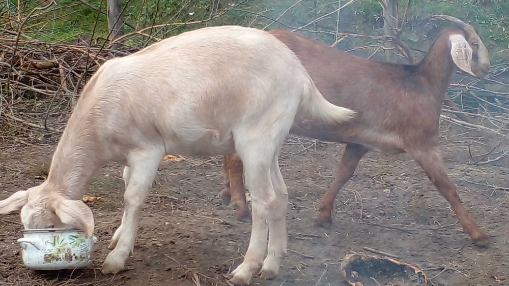 75% нубійц( 2 козочки)(вже покриті 100% ан)