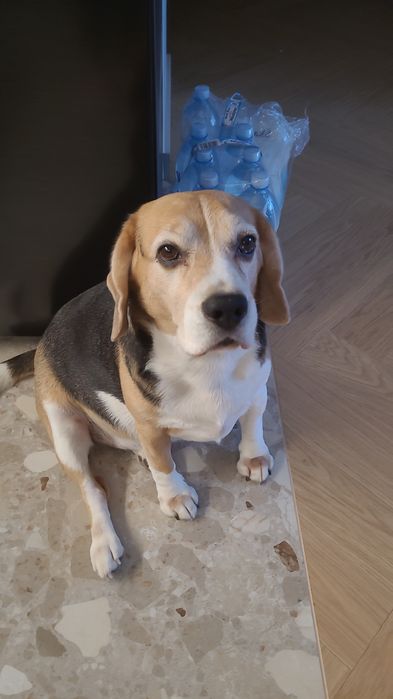 Adopcja - Beagle