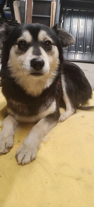 Suczka znaleziona w szczerym polu