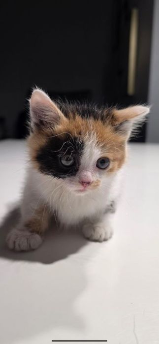 Котики в добрі руки
