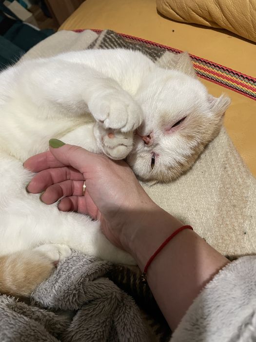 Шотланка вісловуха шукає кота