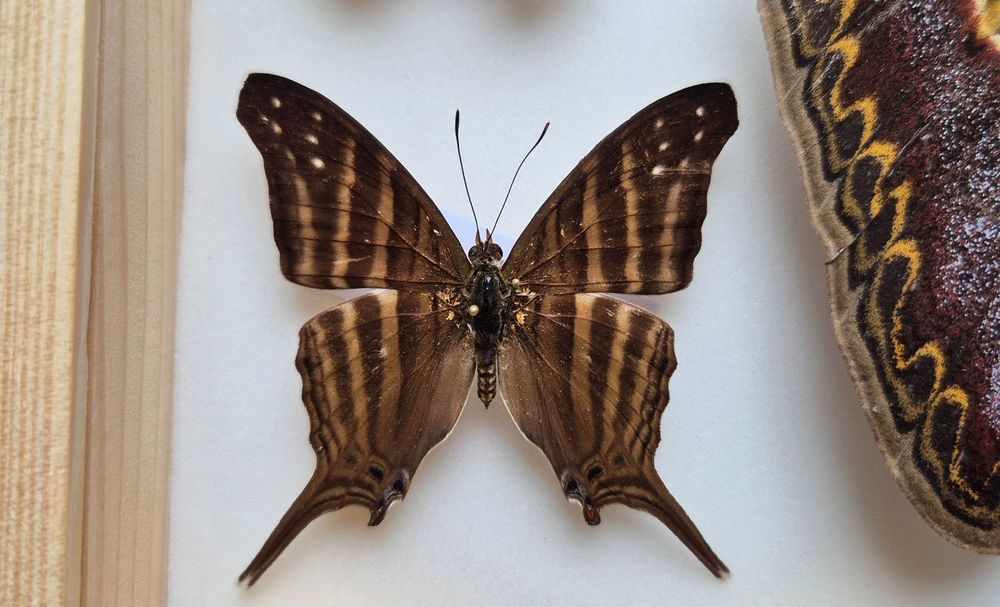 Gablotka motyle Archaeoattacus Diaethria Marpesia i inne na ścianę