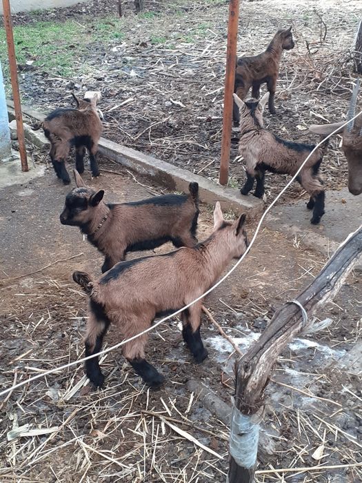 Продам козлят (альпо-чехи)