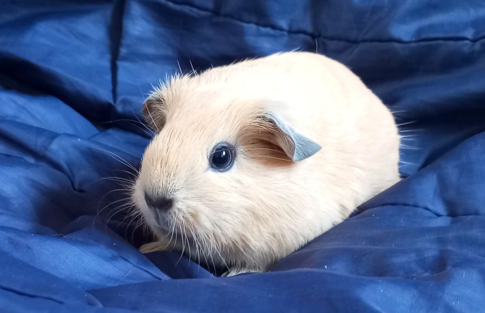 Морська свинка Каліфорнія