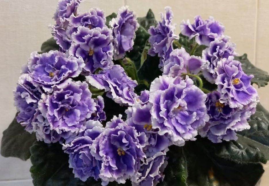 Продам молодые кустики фиалки