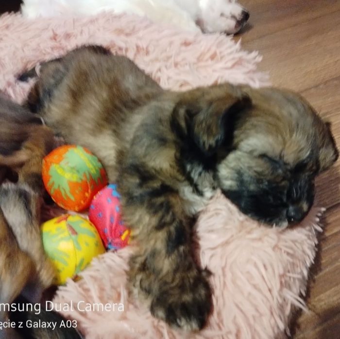 Sunia grzywacz chiński