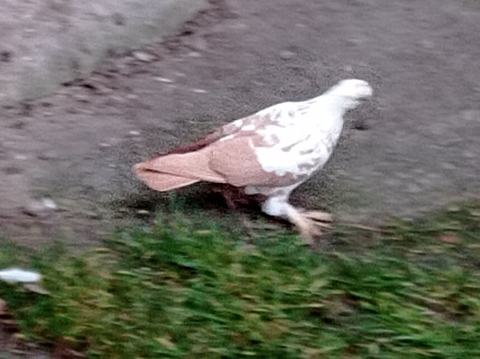 Widyn żółty widyny