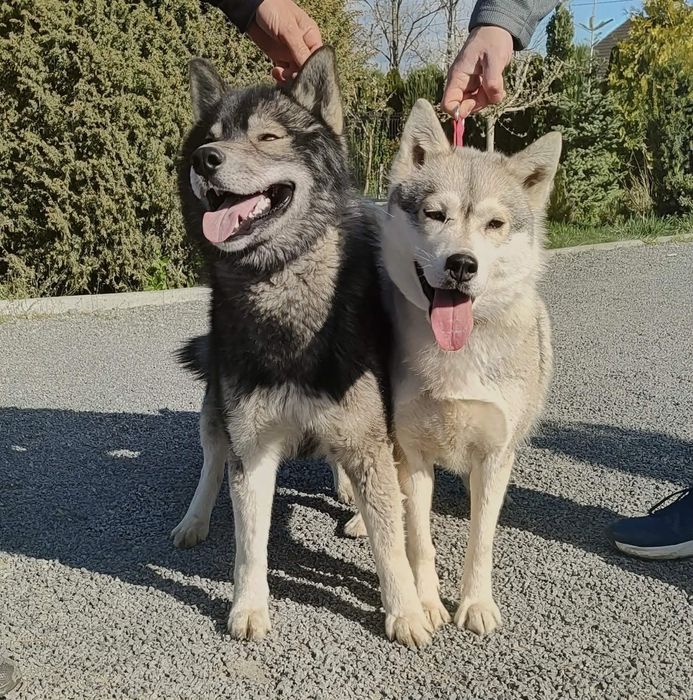 Gotowy do odbioru - Einstein samiec Siberian Husky FCI ZKwP  Związek kynologiczny