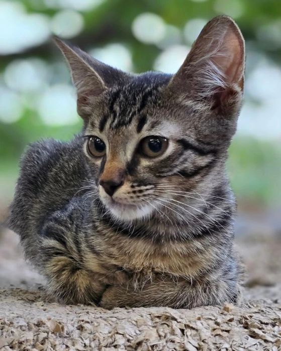 Тигровый котенок мальчик бесплатно