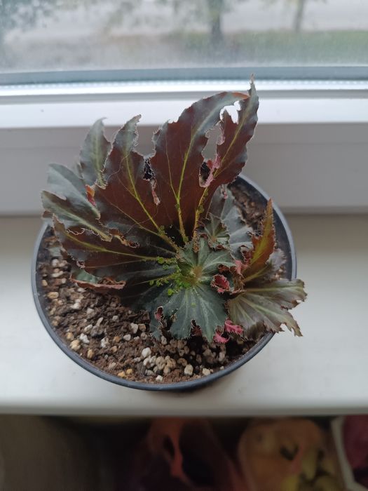 Бегонія фламенко