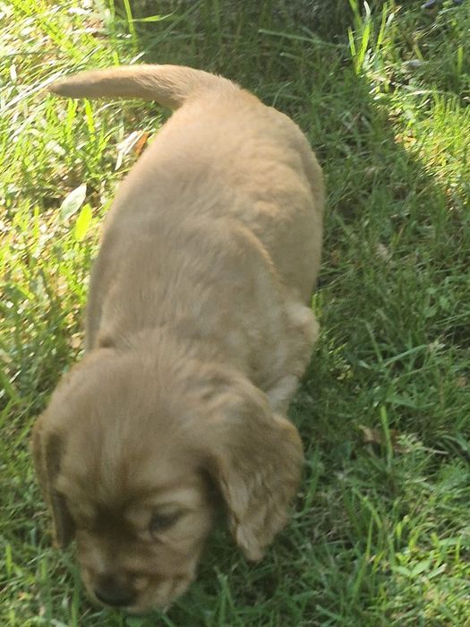 Cocker Spaniel piesek Dyzio