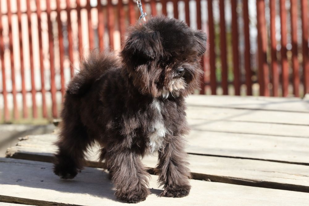 Мальтипу мини мальчик