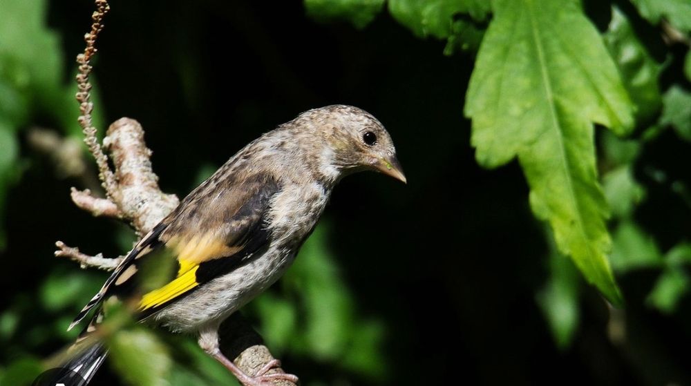 Canario macho novo