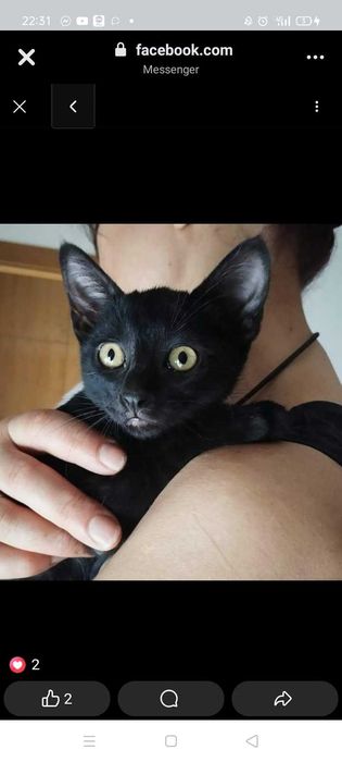 Dois gatinhos para adoção em conjuta zona Lamego