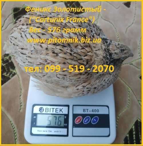 Яйца инкубационные перепела Феникс Золотистый - (линия Франции).