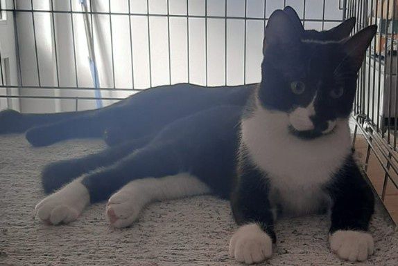 Gatinho jovem para adoção