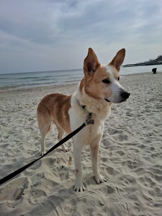 Віддам в добрі руки