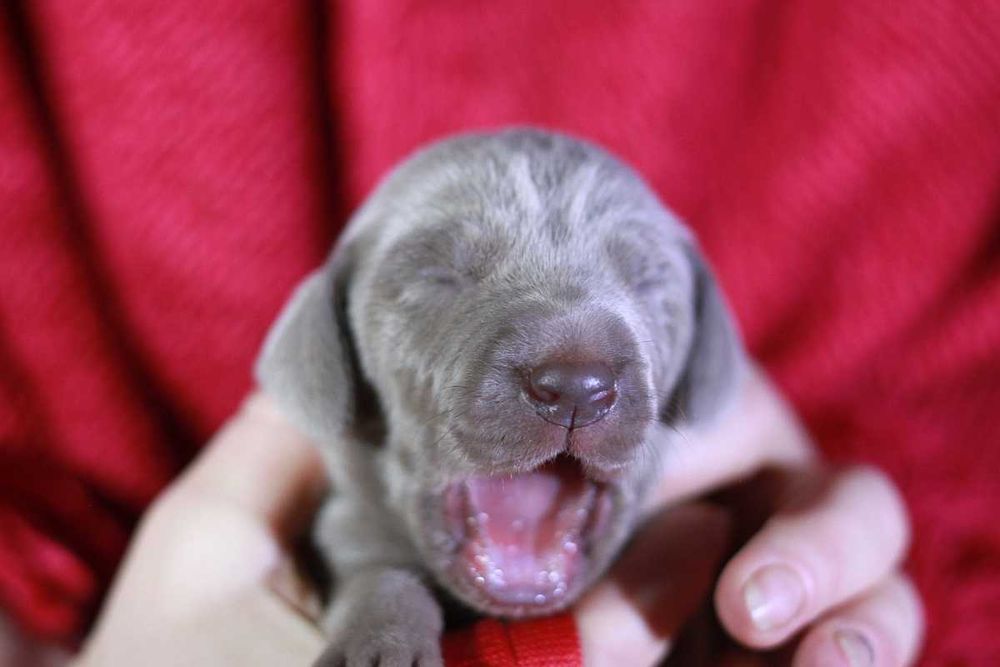 Wyżeł weimarski krótkowłosy hodowla ZKwP/FCI