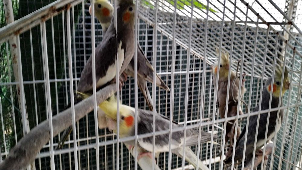 Caturras nova linhagem