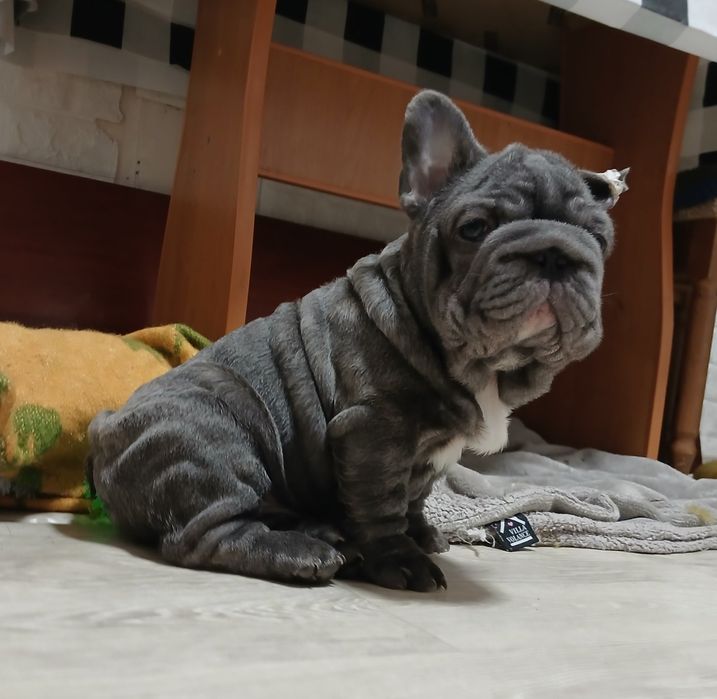 Гарний малюк французький бульдог
