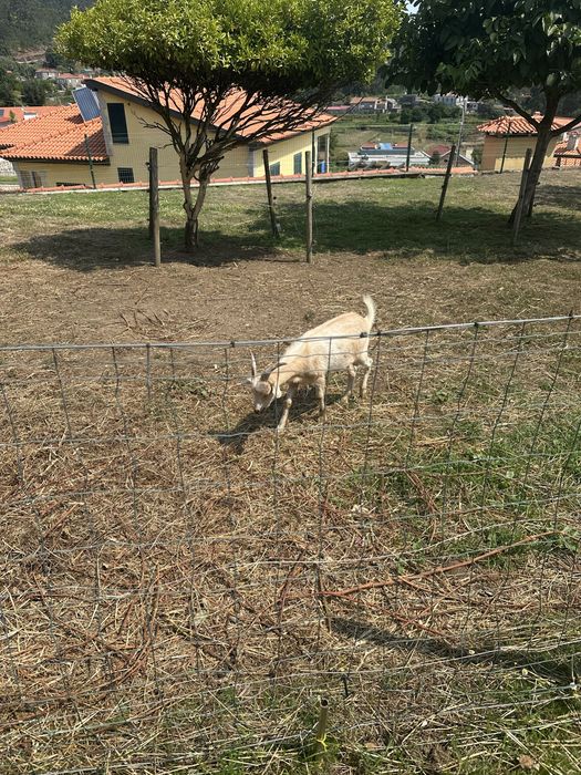 Animais de quinta