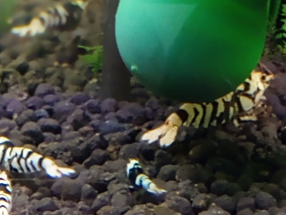 Fancy Tiger Black