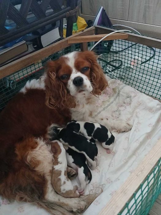 Cavalier King Charles Spaniel - piesek