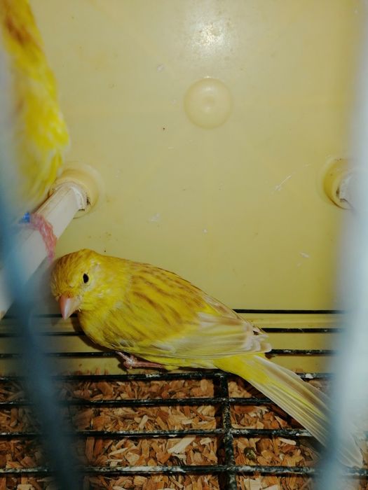 Aves para ceder preço porpocional a qualidade da ave