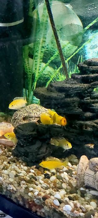 Аквариумные рыбки "Лабидохромис еллоу "