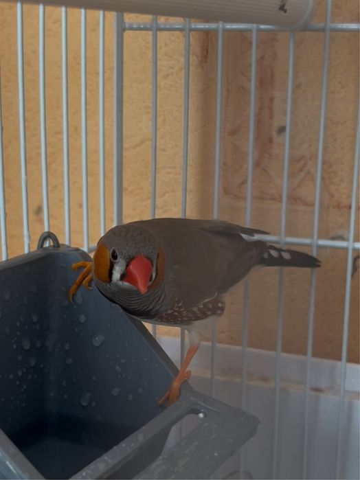 Пташки для душі.